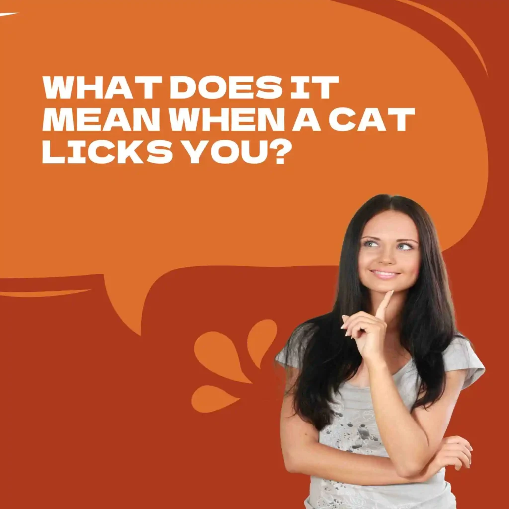 What does it mean when a cat licks you?