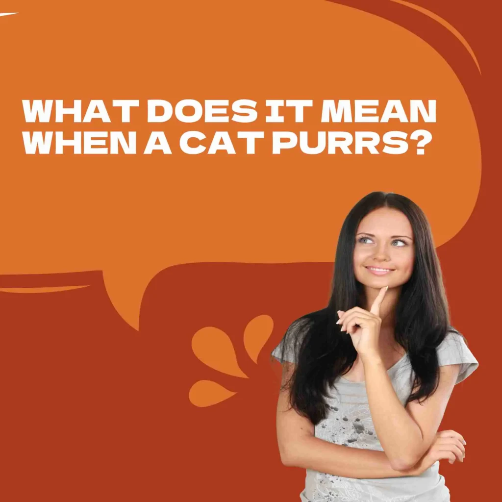 What Does It Mean When a Cat Purrs? 
