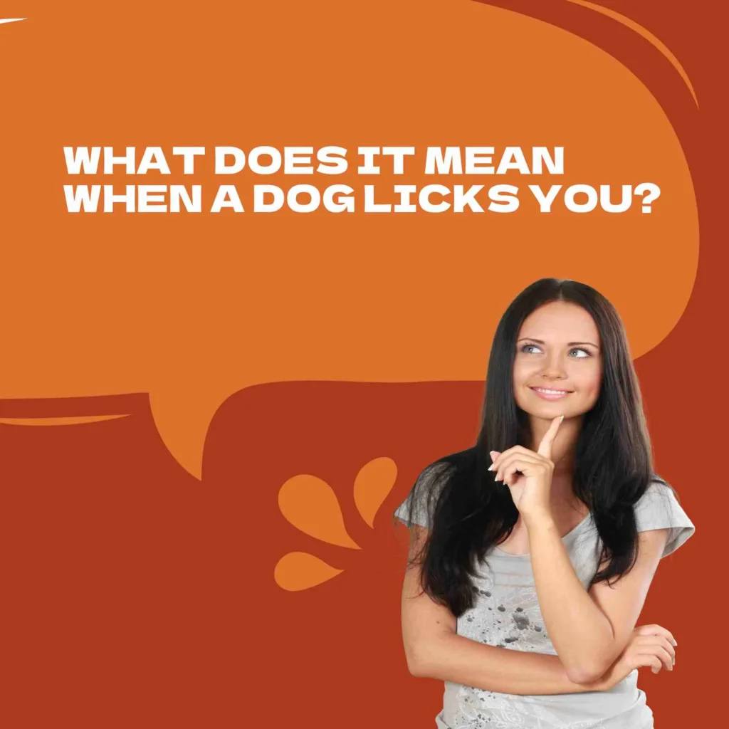 What Does It Mean When a Dog Licks You?