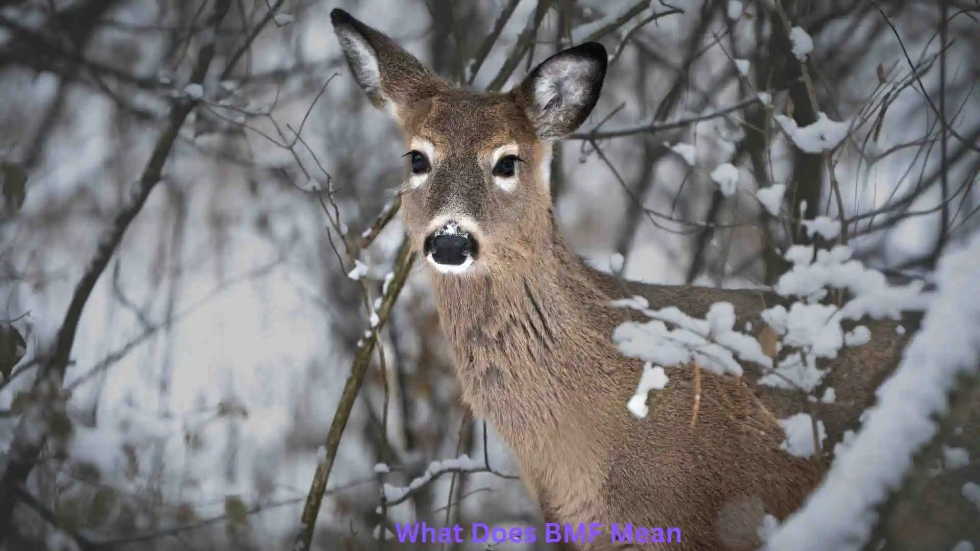 What Does BMF Mean? 🤔 The Real Meaning Behind This Viral Slang