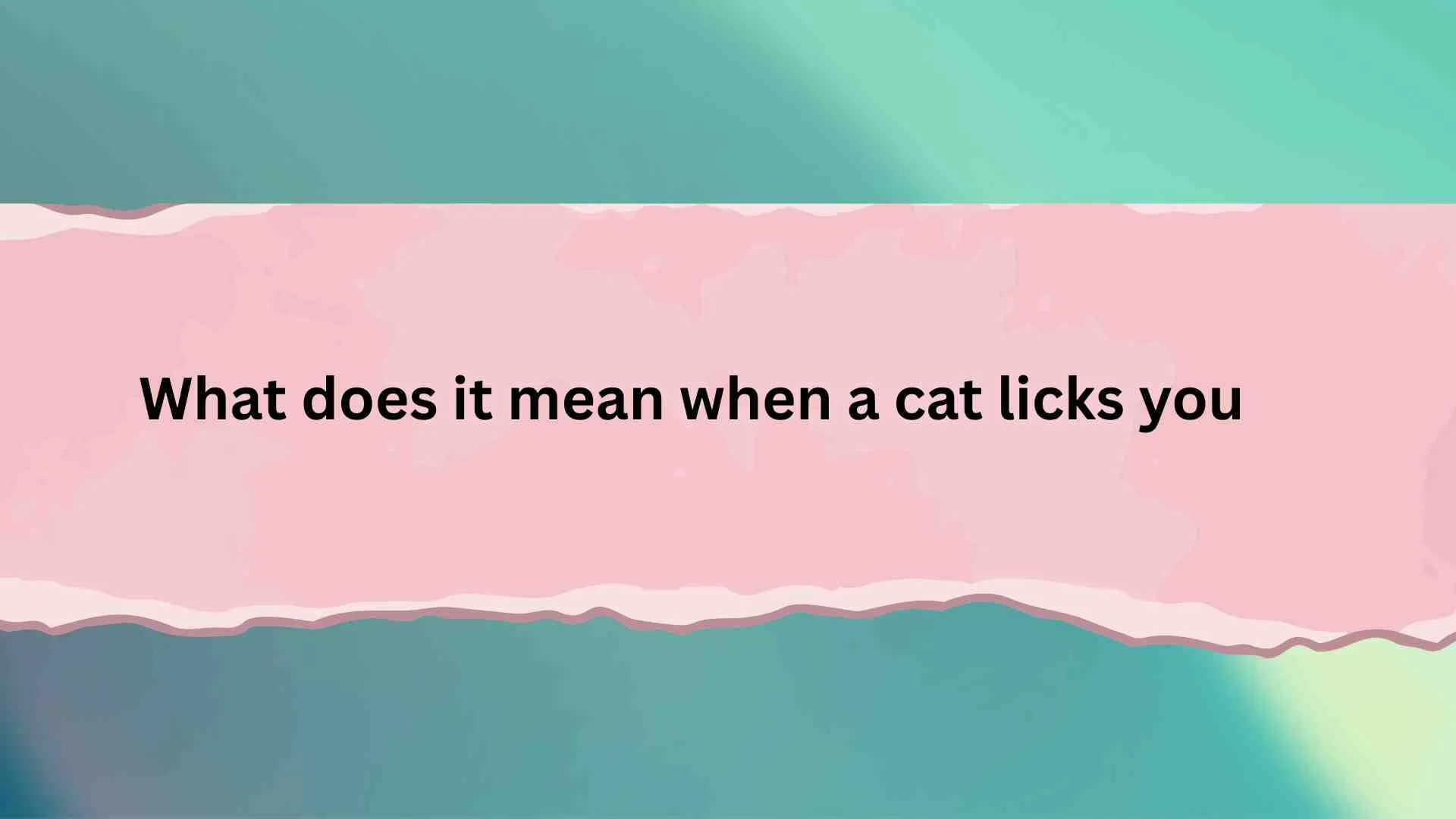 What Does It Mean When a Cat Licks You? 7 Sweet (and Surprising) Reasons Behind This Cute Habit