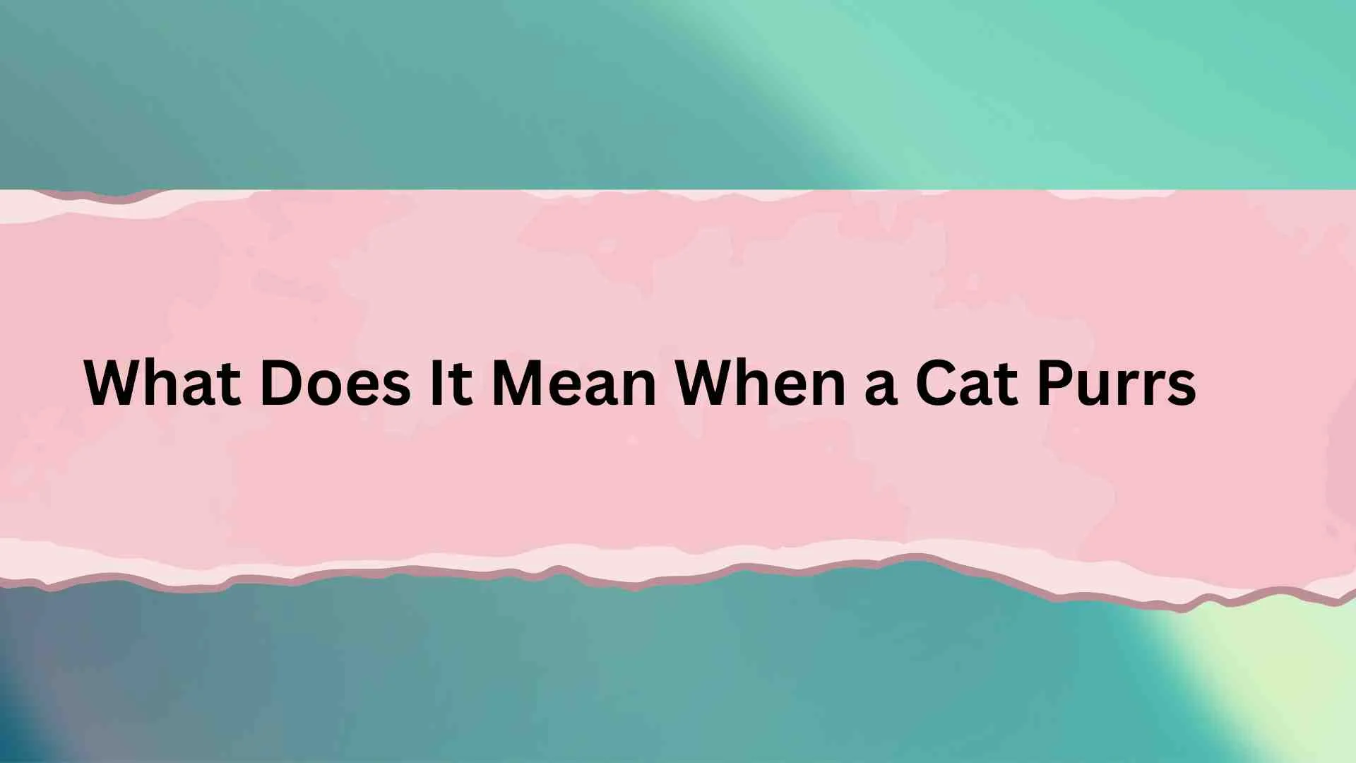 What Does It Mean When a Cat Purrs